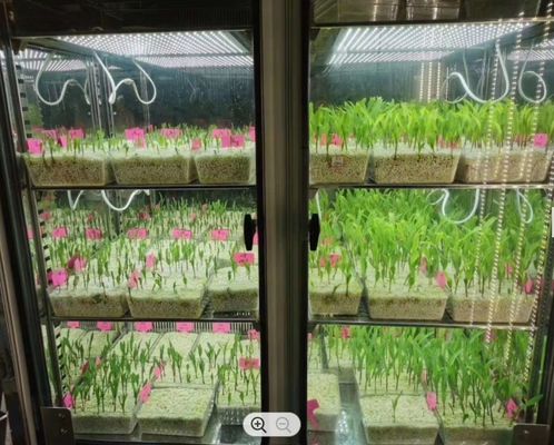 LIYI 식물 성장 챔버 인공 기후 종자 발아 기계 식물 성장 상자 인큐베이터