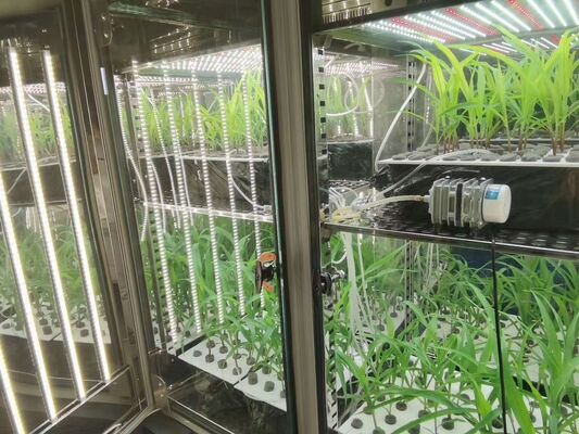 리이 식물 성장 챔버 인공 기후 씨앗 발식 기계 식물 성장 박스 인큐베이터